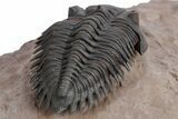 Stunning Metacanthina Trilobite - Lghaft, Morocco #359153-4